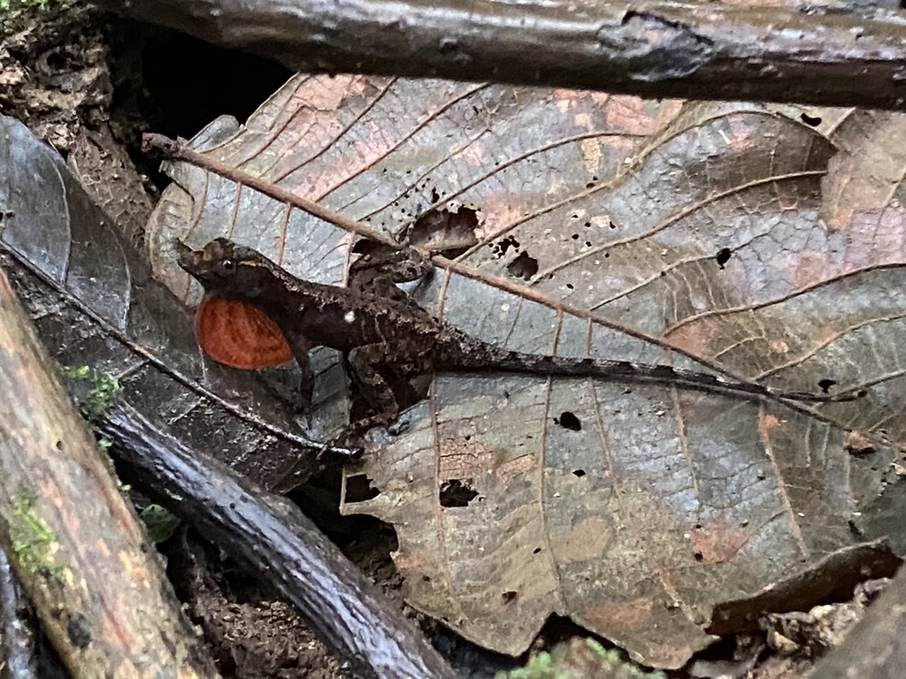 Pouched Anole