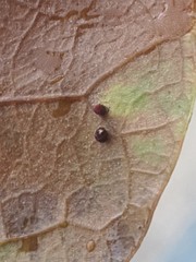 Neuroterus saltatorius texanus