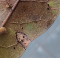 Neuroterus saltatorius texanus