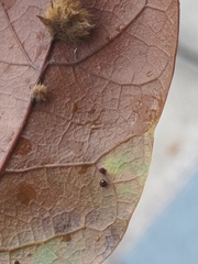 Neuroterus saltatorius texanus