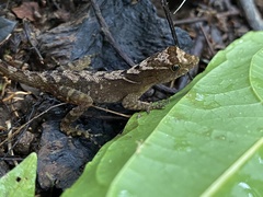 Anolis marsupialis