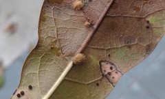 Neuroterus saltatorius texanus