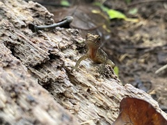 Anolis marsupialis