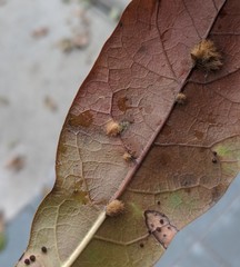 Neuroterus saltatorius texanus