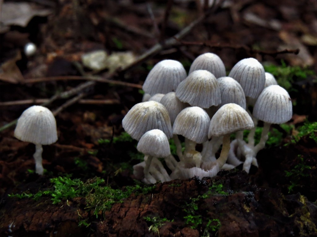 Coprinellus disseminatus · February 2017 · photo: © gustavopuente (iNaturalist, cc-by-nc)