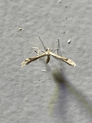 Lioptilodes albistriolatus