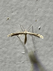 Lioptilodes albistriolatus