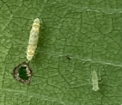 Protalebra nexa