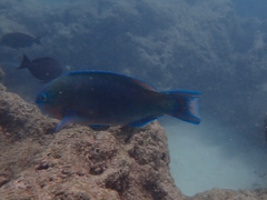 Scarus rubroviolaceus