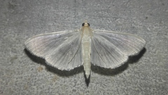 Glauconoe deductalis
