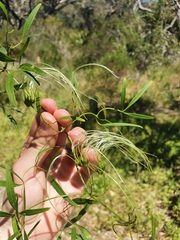 Clematis linearifolia
