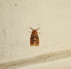 Miltochrista rubricosa