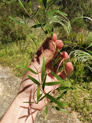 Clematis linearifolia