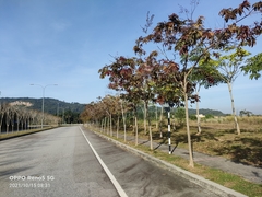 Lagerstroemia langkawiensis