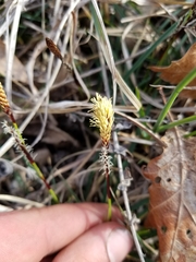 Carex richardsonii