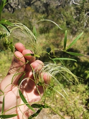 Clematis linearifolia
