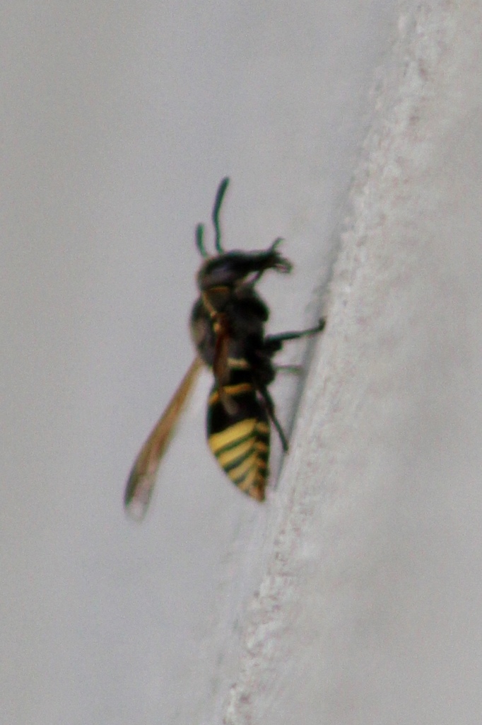Pachodynerus guadulpensis
