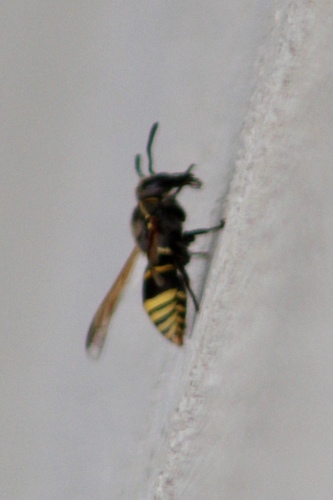 Pachodynerus guadulpensis