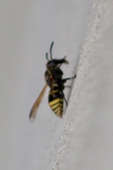 Pachodynerus guadulpensis