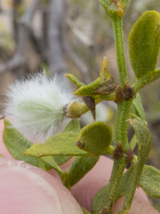 Asphondylia silicula