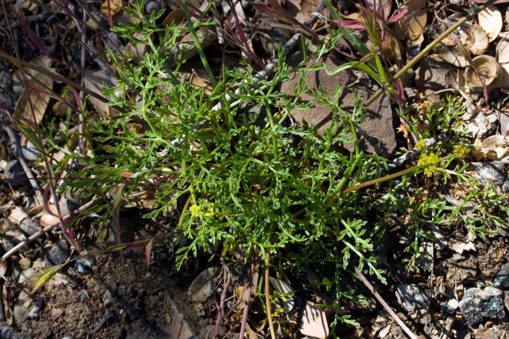 Lomatium observatorium