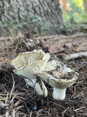 Russulaceae