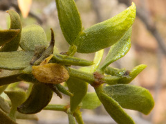 Asphondylia silicula