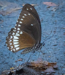 Papilio dravidarum