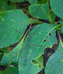 Clitumninae