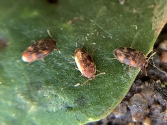 Litargus balteatus