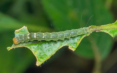 Xanthodes transversa