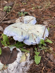 Lactarius indigo