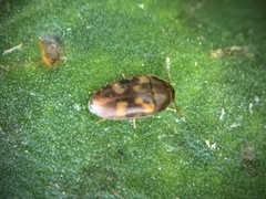 Litargus balteatus