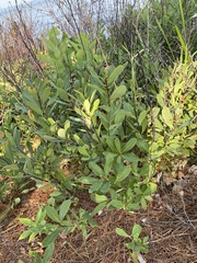 Myrica