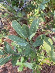 Myrica