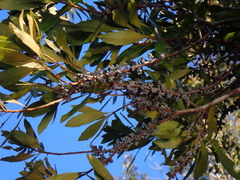 Morella cerifera image