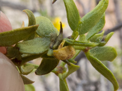 Asphondylia silicula