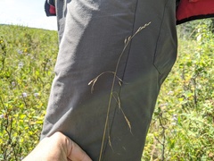 Piptatheropsis canadensis