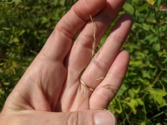 Piptatheropsis canadensis