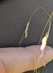 Piptatheropsis canadensis