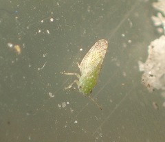 Craspedolepta martini