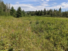 Piptatheropsis canadensis