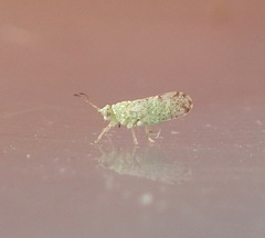 Craspedolepta martini