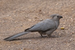 Corythaixoides concolor concolor
