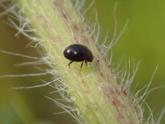 Stethorus punctum