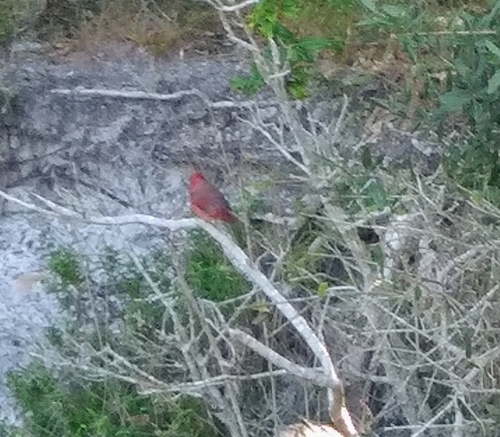 Cardinalis image