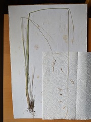 Piptatheropsis canadensis