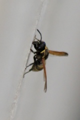 Pachodynerus guadulpensis