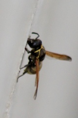 Pachodynerus guadulpensis