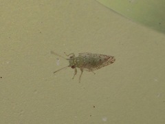 Craspedolepta martini